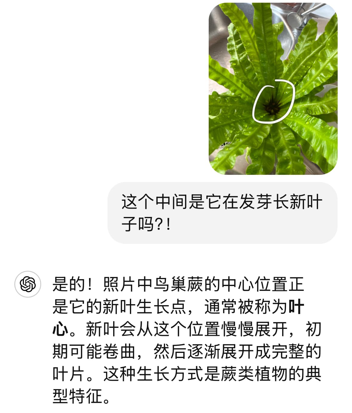 鸟巢蕨的新芽